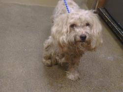 Shelter Stray Female Dog last seen HOOD RD/BELL ST, 95825, 3839 Bradshaw Rd, Sacramento, CA 95827, USA