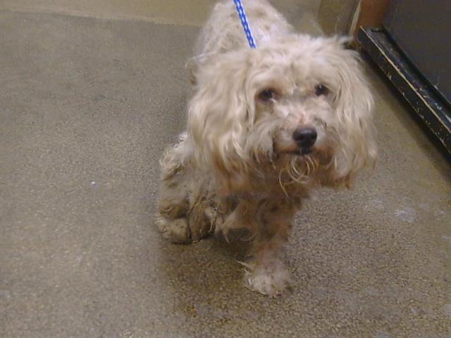 Shelter Stray Female Dog last seen HOOD RD/BELL ST, 95825, 3839 Bradshaw Rd, Sacramento, CA 95827, USA