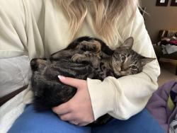 Lost Male Cat last seen My Rainier high school, Des Moines, WA 98198