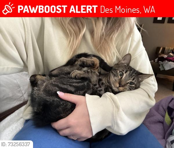 Lost Male Cat last seen My Rainier high school, Des Moines, WA 98198