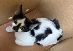 Shelter Stray Male Cat last seen BROADWAY & RIVERSIDE BLVD, 2127 Front St, Sacramento, CA 95818, USA