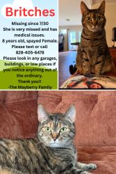 Lost Female Cat last seen Food Lion on Old Mountain Road, Statesville, NC 28625