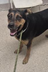 Shelter Stray Female Dog last seen Near BLOCK BEAR MOUNTAIN BLVD, ARVIN CA 93203, 3951 Fruitvale Ave, Bakersfield, CA 93308, USA