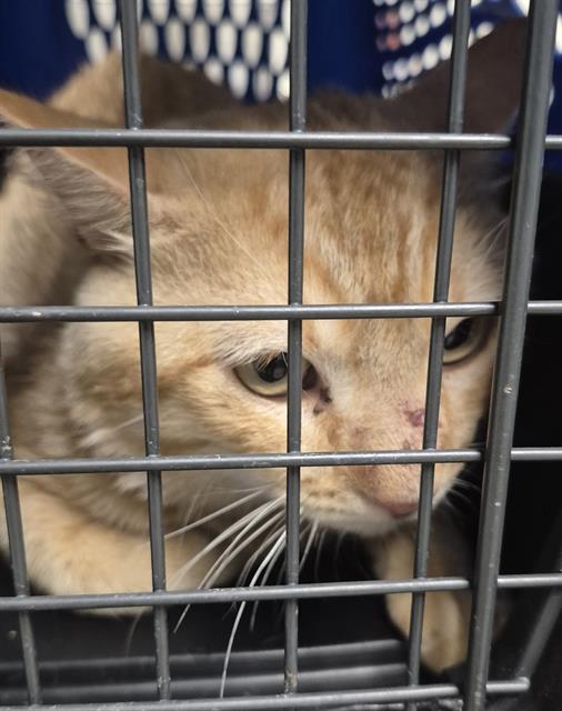 Shelter Stray Male Cat last seen CANAL/ALFRED HARREL HWY, BAKERSFIELD CA. 93308, 3951 Fruitvale Ave, Bakersfield, CA 93308, USA