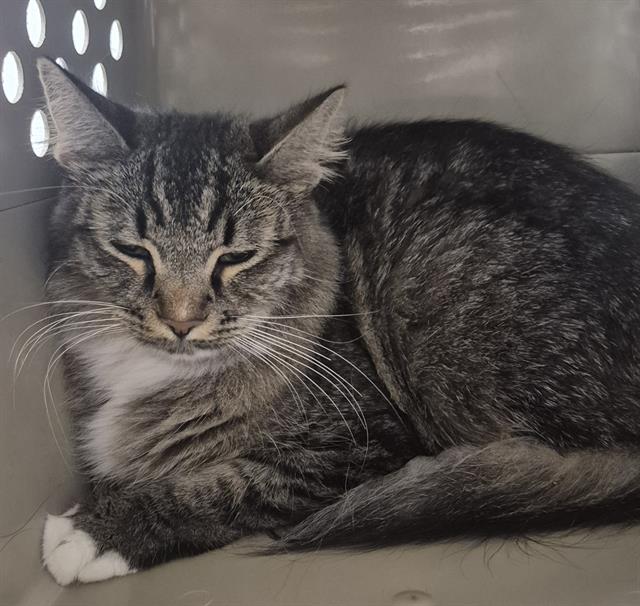 Shelter Stray Male Cat last seen CANAL/ALFRED HARREL HWY, BAKERSFIELD CA. 93308, 3951 Fruitvale Ave, Bakersfield, CA 93308, USA