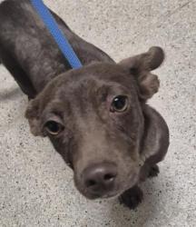 Shelter Stray Male Dog last seen Near BLOCK TULIP ST, BAKERSFIELD CA 93306, 3951 Fruitvale Ave, Bakersfield, CA 93308, USA