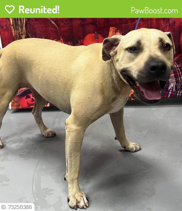 Reunited Female Dog last seen Located at Rockdale County Animal Service, 1506 Rockbridge Road, Conyers, GA 30012, Conyers, GA 30012