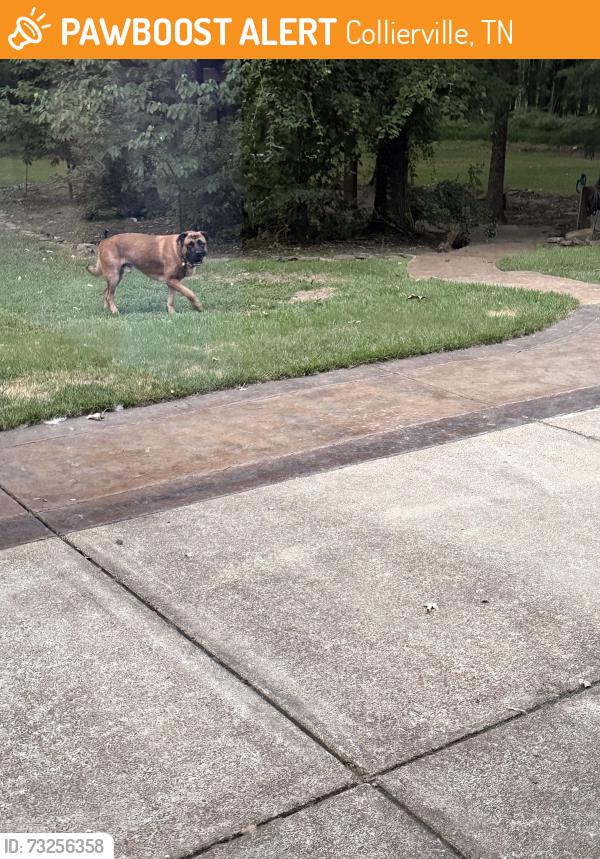 Found/Stray Male Dog last seen Forrest hill Irene and holmes, Collierville, TN 38125