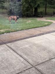 Found/Stray Male Dog last seen Forrest hill Irene and holmes, Collierville, TN 38125