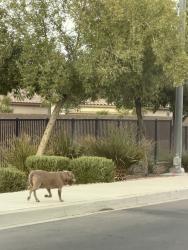 Found/Stray Unknown Dog last seen Eastgate and Conucopia, Henderson, NV 89011