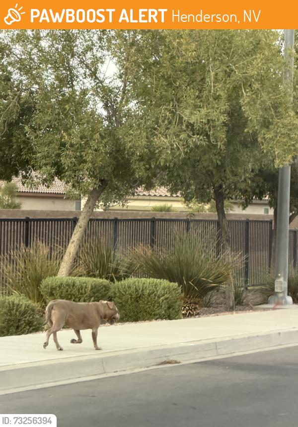 Found/Stray Unknown Dog last seen Eastgate and Conucopia, Henderson, NV 89011