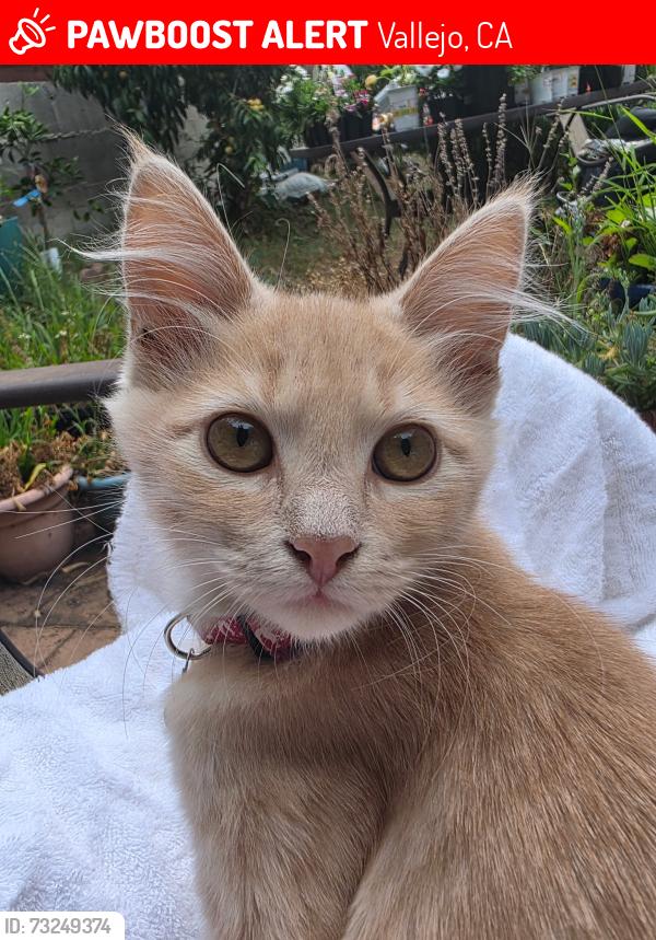 Lost Male Cat last seen Gilcrest Avenue and Taylor Street, Vallejo, CA 94591