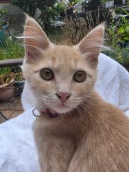 Lost Male Cat last seen Gilcrest Avenue and Taylor Street, Vallejo, CA 94591