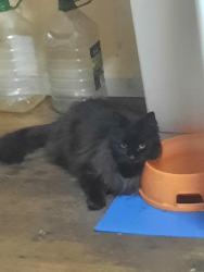 Lost Female Cat last seen Fifth Avenue, New Norfolk,Tasmania, New Norfolk, TAS 7140