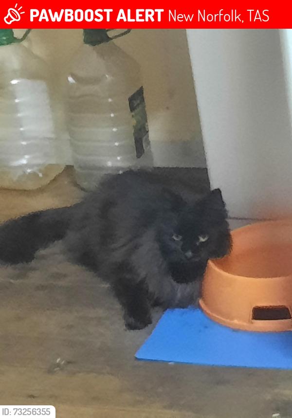 Lost Female Cat last seen Fifth Avenue, New Norfolk,Tasmania, New Norfolk, TAS 7140