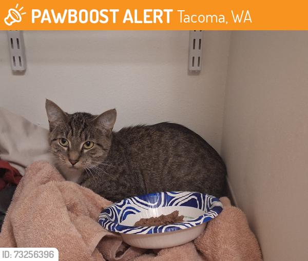 Found/Stray Female Cat last seen TCc/James Center, Tacoma, WA 98465