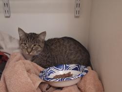 Found/Stray Female Cat last seen TCc/James Center, Tacoma, WA 98465