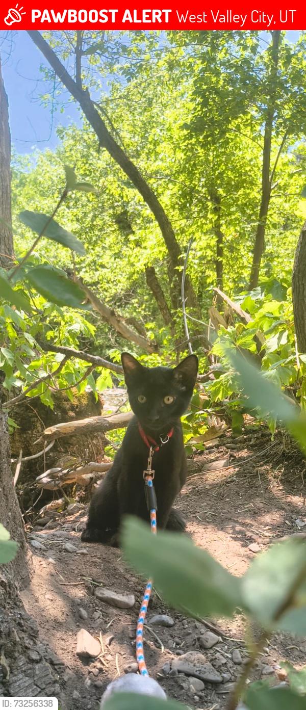 Lost Male Cat last seen Valcrest dr west valley, West Valley City, UT 84119