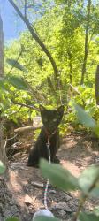 Lost Male Cat last seen Valcrest dr west valley, West Valley City, UT 84119