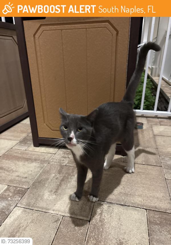 Found/Stray Unknown Cat last seen In eagle creek by the pool, South Naples, FL 34113