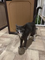 Found/Stray Unknown Cat last seen In eagle creek by the pool, South Naples, FL 34113