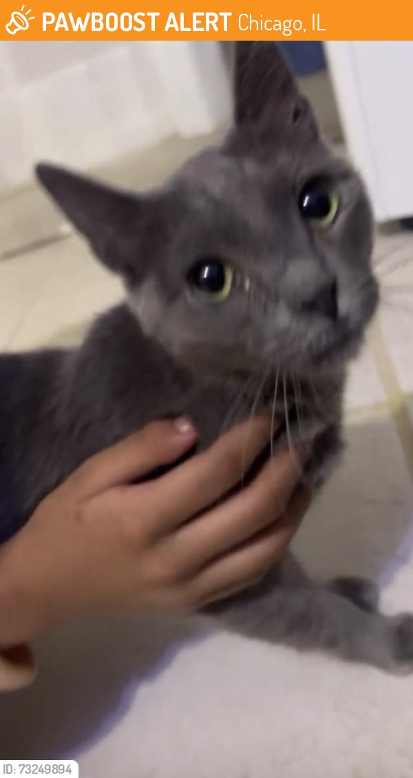 Found/Stray Male Cat last seen Behind apmt Complex 925-927 S Monitor Ave, Chicago, IL 60644