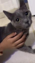 Found/Stray Male Cat last seen Behind apmt Complex 925-927 S Monitor Ave, Chicago, IL 60644