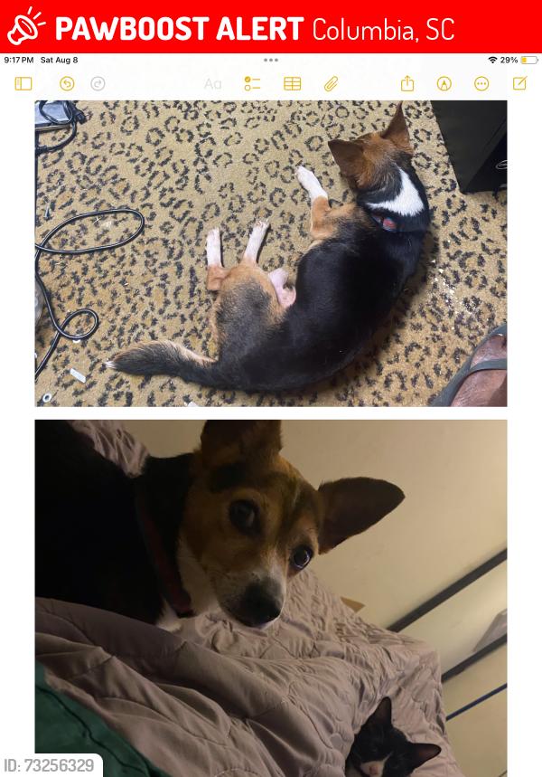 Lost Male Dog last seen Near farfield rd Columbia sc 29203, Columbia, SC 29203