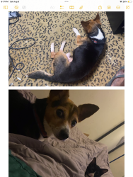 Lost Male Dog last seen Near farfield rd Columbia sc 29203, Columbia, SC 29203