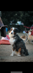 Reunited Female Dog last seen Walerga road and hillsdale oaks, Foothill Farms, CA 95842