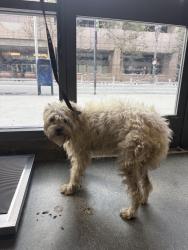 Found/Stray Male Dog last seen DOWNTOWN LOS ANGELES, Los Angeles, CA 90014