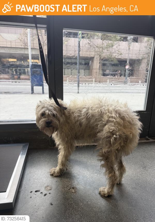 Found/Stray Male Dog last seen DOWNTOWN LOS ANGELES, Los Angeles, CA 90014