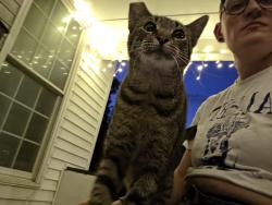 Found/Stray Unknown Cat last seen East New York street and dearborn, Indianapolis, IN 46201