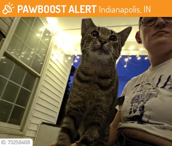 Found/Stray Unknown Cat last seen East New York street and dearborn, Indianapolis, IN 46201