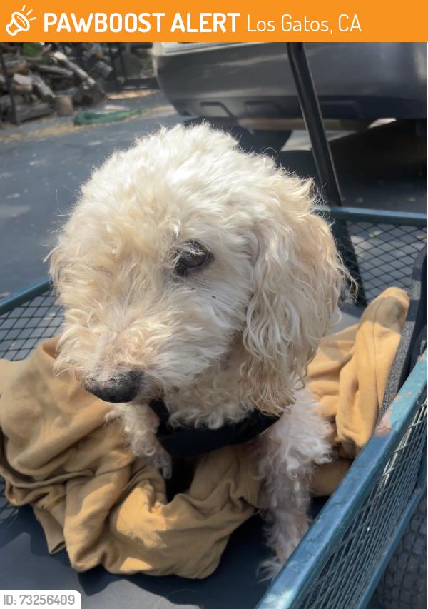 Found/Stray Male Dog last seen Happy Acres Rd, Los Gatos, CA, Los Gatos, CA 95032