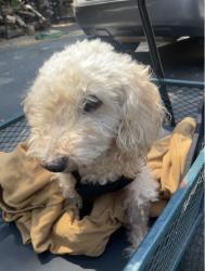 Found/Stray Male Dog last seen Happy Acres Rd, Los Gatos, CA, Los Gatos, CA 95032