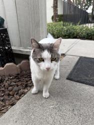 Found/Stray Unknown Cat last seen Orange and Knott, Anaheim, CA 92804