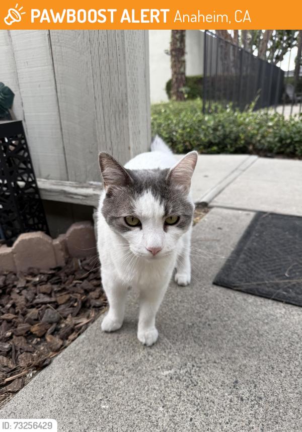 Found/Stray Unknown Cat last seen Orange and Knott, Anaheim, CA 92804
