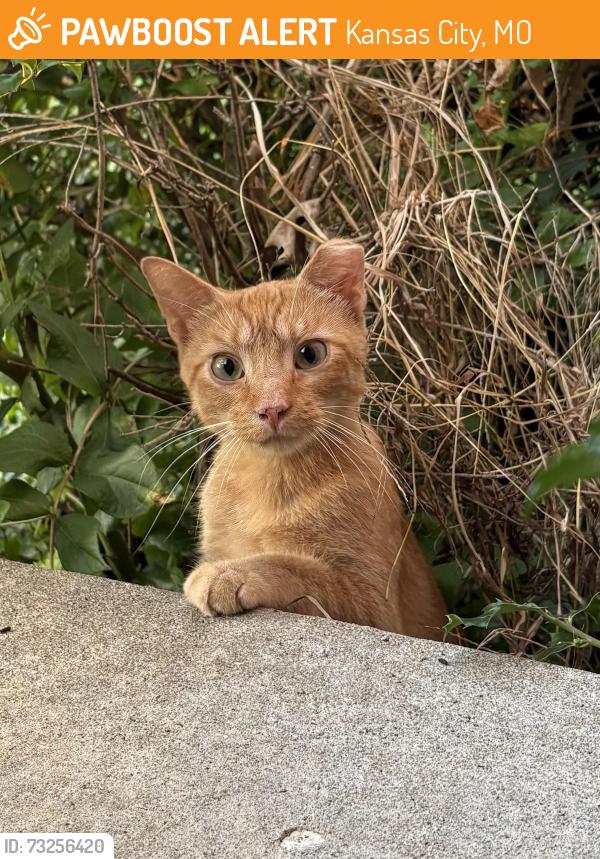 Found/Stray Unknown Cat last seen E 63rd St & Paseo Blvd, Kansas City, MO 64130