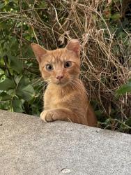Found/Stray Unknown Cat last seen E 63rd St & Paseo Blvd, Kansas City, MO 64130