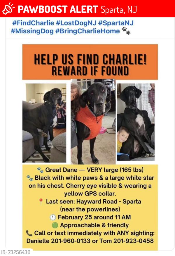 Lost Male Dog last seen Hayward Road, Sparta NJ 07871, Sparta, NJ 07871