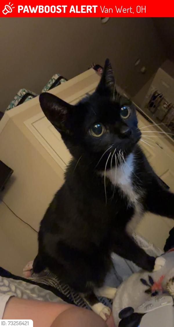 Lost Male Cat last seen E sycamore street, Van Wert, OH 45891