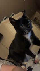 Lost Male Cat last seen E sycamore street, Van Wert, OH 45891