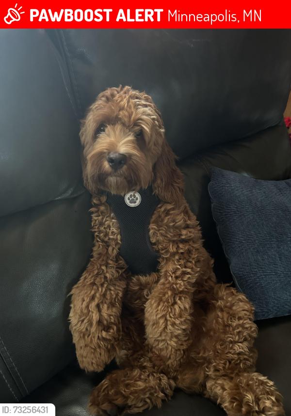 Lost Male Dog last seen Near Vincent ave Minneapolis man 55411, Minneapolis, MN 55411