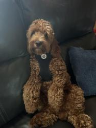 Lost Male Dog last seen Near Vincent ave Minneapolis man 55411, Minneapolis, MN 55411