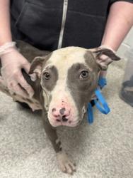 Shelter Stray Female Dog last seen Near Blk Washington Blvd., 21230, MD, 2490 Giles Rd, Baltimore, MD 21225, USA