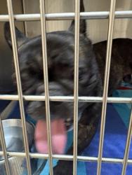 Shelter Stray Male Dog last seen Near Shaw, Duncanville, TX, 1150 E Pleasant Run Rd, Cedar Hill, TX 75104, USA