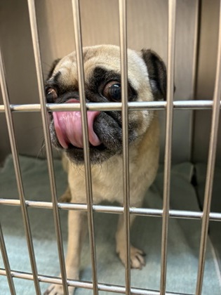 Shelter Stray Male Dog last seen Near Shaw, Duncanville, TX, 1150 E Pleasant Run Rd, Cedar Hill, TX 75104, USA