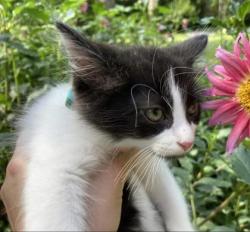 Shelter Stray Male Cat last seen Near Panola Rd Lithonia GA 30038, 30038, GA, 3280 Chamblee Dunwoody Rd, Chamblee, GA 30341, USA