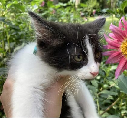 Shelter Stray Male Cat last seen Near Panola Rd Lithonia GA 30038, 30038, GA, 3280 Chamblee Dunwoody Rd, Chamblee, GA 30341, USA